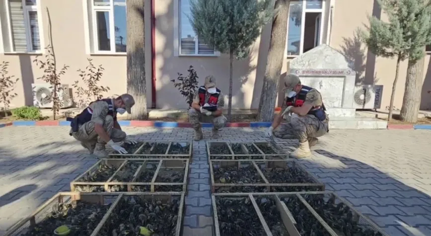 Manşet Resmi