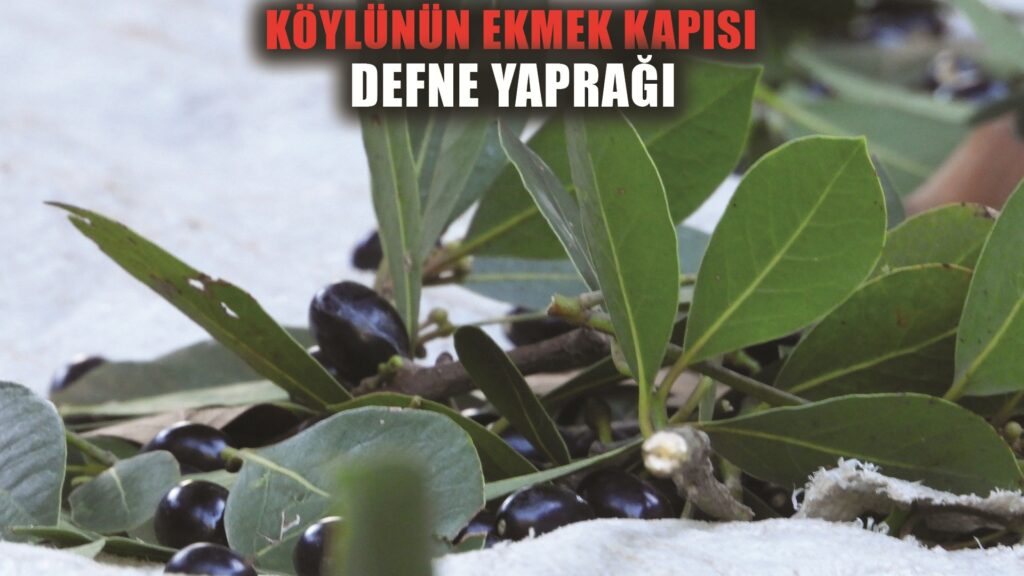 Defne yaprağı köylülere geçim kaynağı oluyor