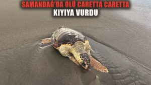 Hatay’da ölü caretta caretta sahile vurdu