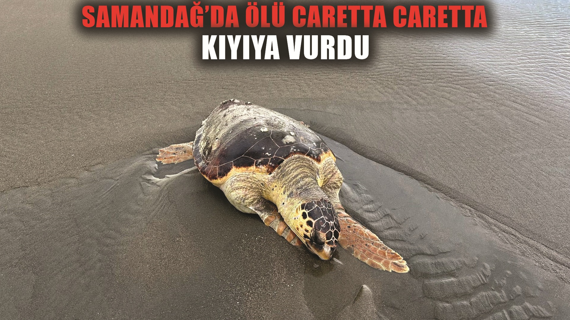 Hatay’da ölü caretta caretta sahile vurdu