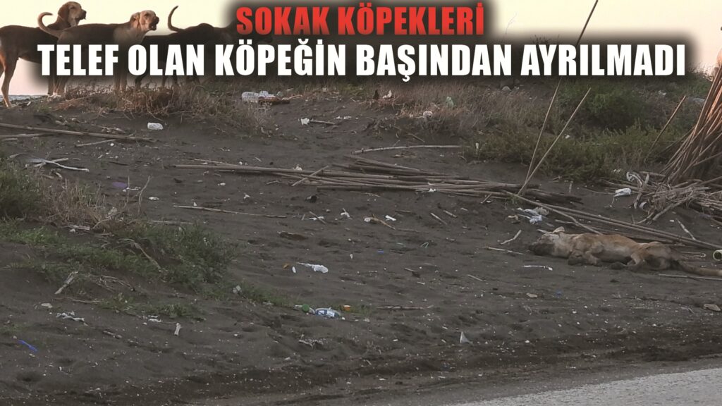 ‘Köpeği bilerek ezdi’ iddiası