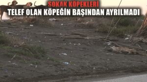 ‘Köpeği bilerek ezdi’ iddiası