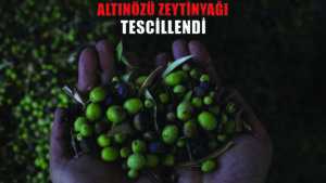 Altınözü zeytinyağı artık tescilli ürün oldu