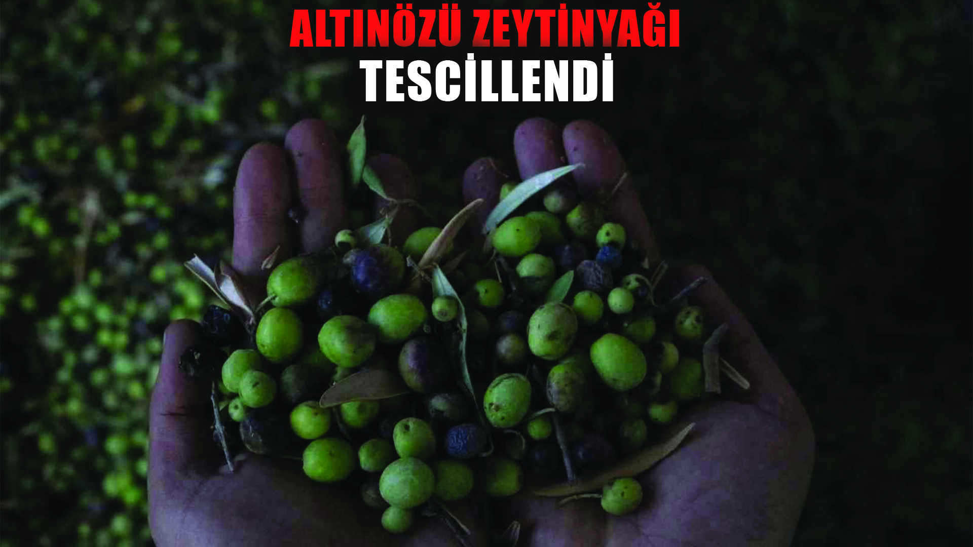 Altınözü zeytinyağı artık tescilli ürün oldu