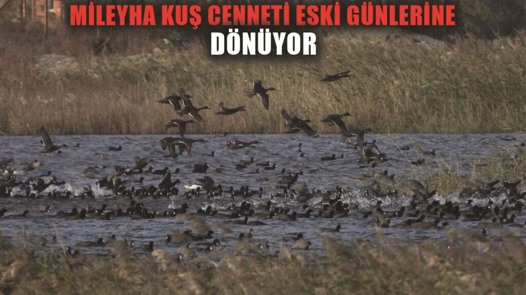 Kurak geçen yaz mevsimiyle yok olma noktasına gelen kuş cenneti, yağışlı havayla yeniden canlandı