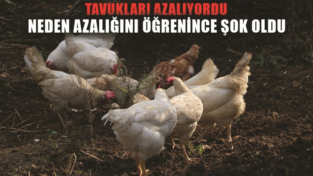 50 tavuğu ortadan kaybolan adam, gerçeği kamera görüntülerini izleyince fark etti