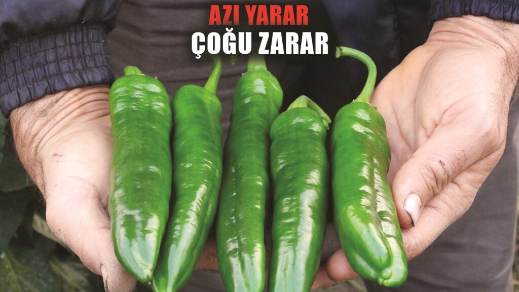 Azı şifa fazlası zarar: Samandağ Biberi