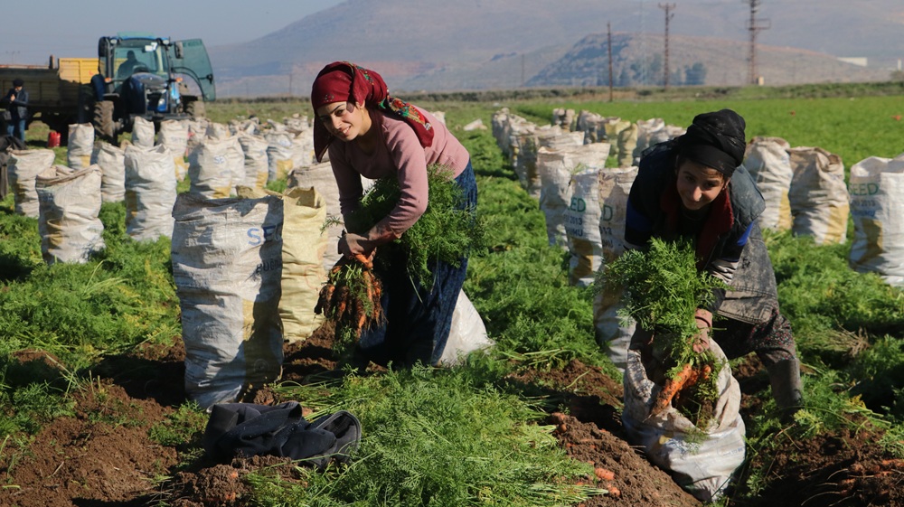 Enkaz kentte zorlu hasat: Havuç tarlada 5 TL’den Türkiye’nin dört bir yanına satılıyor