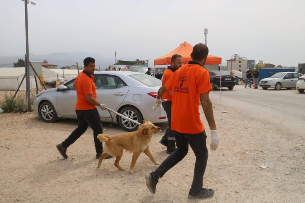 Kuduz vakasının görüldüğü bölgeden toplanan 12 köpeğin barınaktaki tedavi süreci devam ediyor