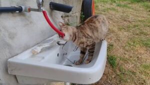 ÇEŞMEDEN SU İÇEN KEDİ 'YILDIZ' GÜLÜMSETTİ
