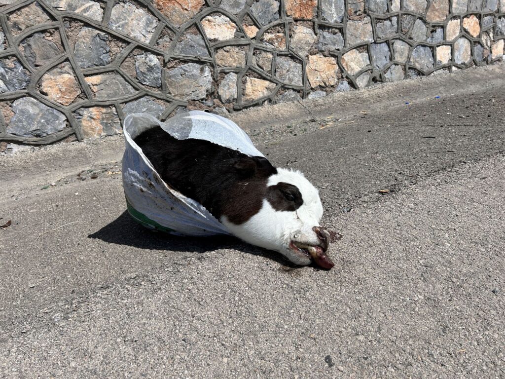 Telef olan buzağıyı çuvala koyup yol kenarına attılar