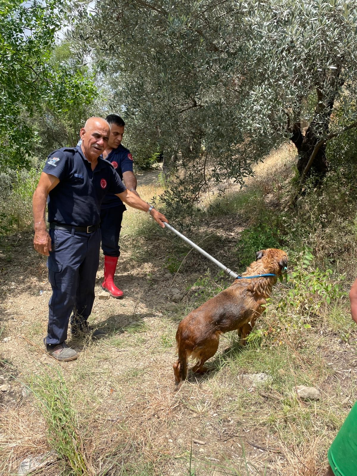 HAVUZDA MAHSUR KALAN KÖPEK KURTARILDI