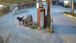AT ARABALI HIRSIZLAR MAZGALI SANİYELER İÇİNDE ÇALDI ESNAF SEMİH AYDIN: "AT ARABASIYLA 10 SANİYEDE ÇIKARIP KALDIRIP ALIYORLAR"