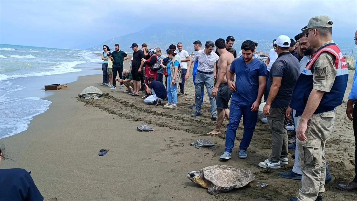 Samandağ’da Tedavi Gören Kaplumbağalar Denize Salındı