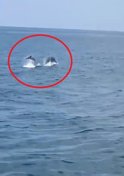 İskenderun Körfezi’nde yunus balığı heyecanı