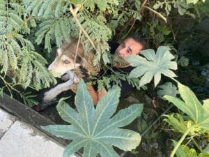 DERE YATAĞINDA MAHSUR KALAN KÖPEĞİ İTFAİYE KURTARDI