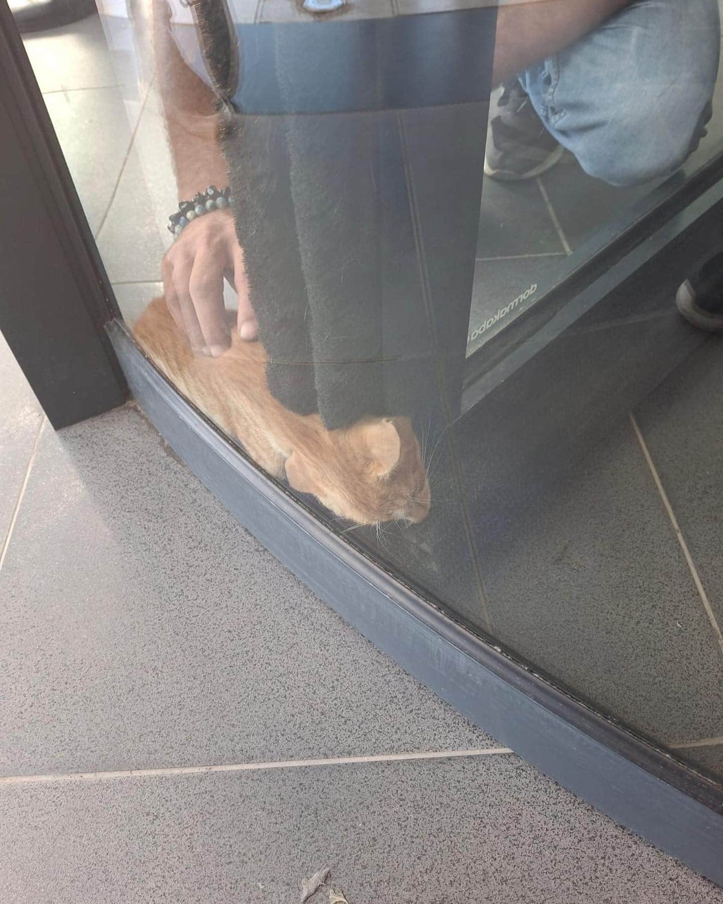 PRİMEMALL AVM'NİN DÖNER KAPISINDA KEDİ MAHSUR KALDI