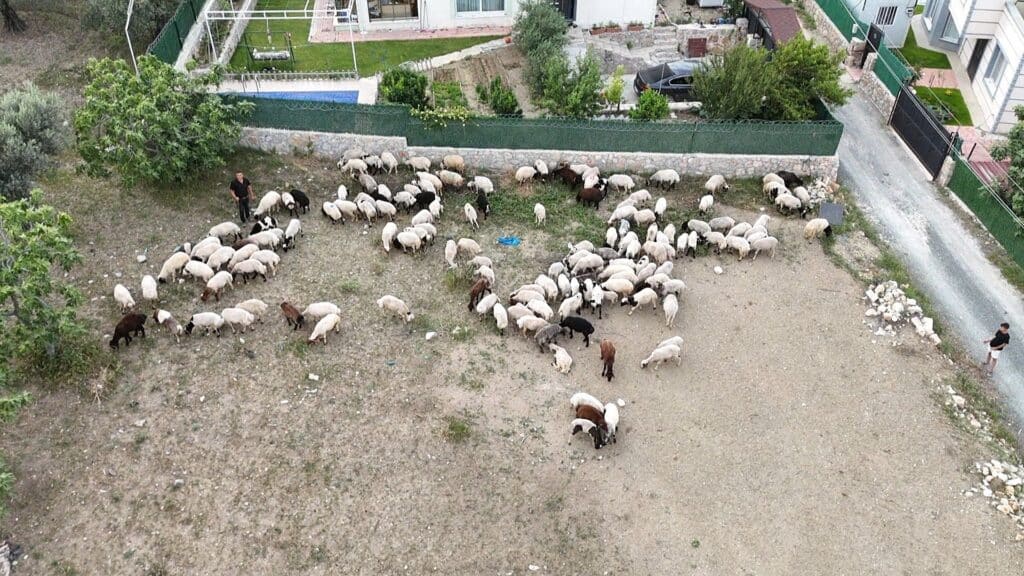 Depremzede vatandaşların memleketlerine dönüşü kurbanlıklara olan rağbeti arttırdı