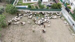 DEPREMZEDE VATANDAŞLARIN MEMLEKETLERİNE DÖNÜŞÜ KURBANLIKLARA OLAN RAĞBETİ ARTTIRDI KÜÇÜKBAŞTA KURBANLIK FİYATLARI 12 BİN TL İLE 28 BİN TL ARASINDA DEĞİŞİYOR